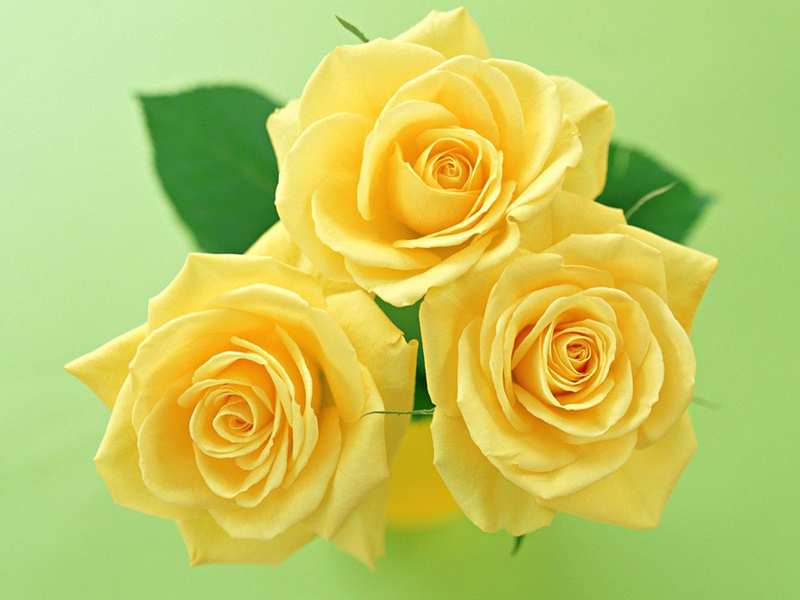 SberBank_Roses.jpg